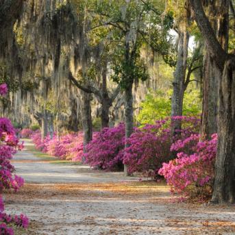 View of live oaks and azaleas in Savannah, Georgia
