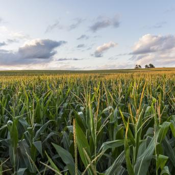 View of Iowa cornfields