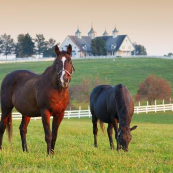 View of horses in Lexington, Kentucky